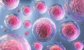 Umbilical Cord Blood Stem Cell Transplant: Benefits, Cost, Success Rate