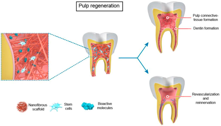 The Future of Dentistry with BARTI